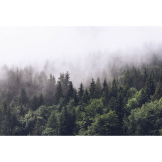 Туманный лес 33339