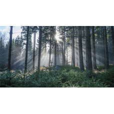 Туманный лес 5993