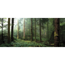 Туманный лес 5994